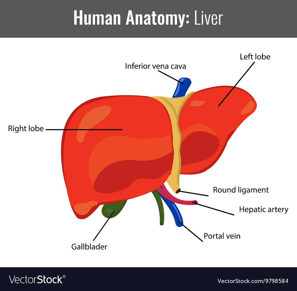 Liver In Human Body Diagram