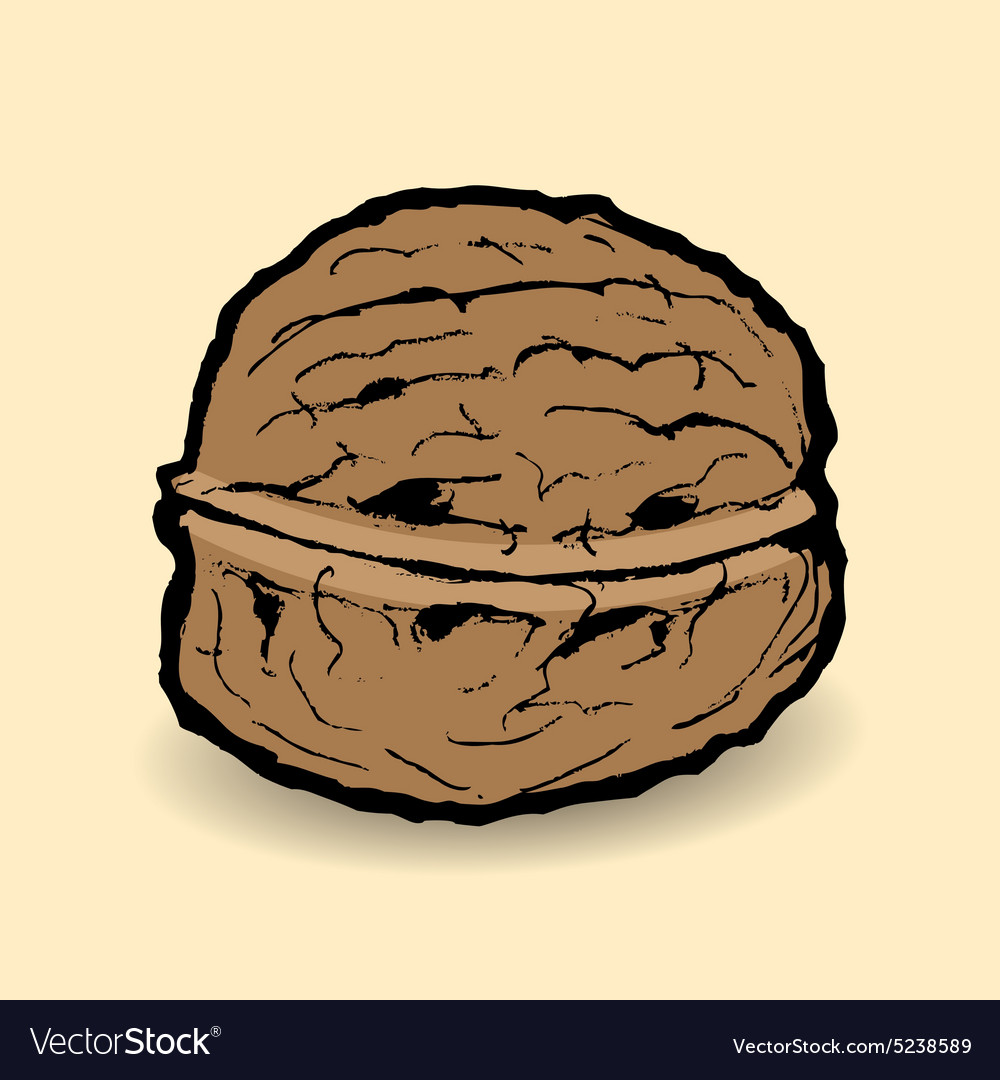 Walnut Royalty Free Vector Image - VectorStock