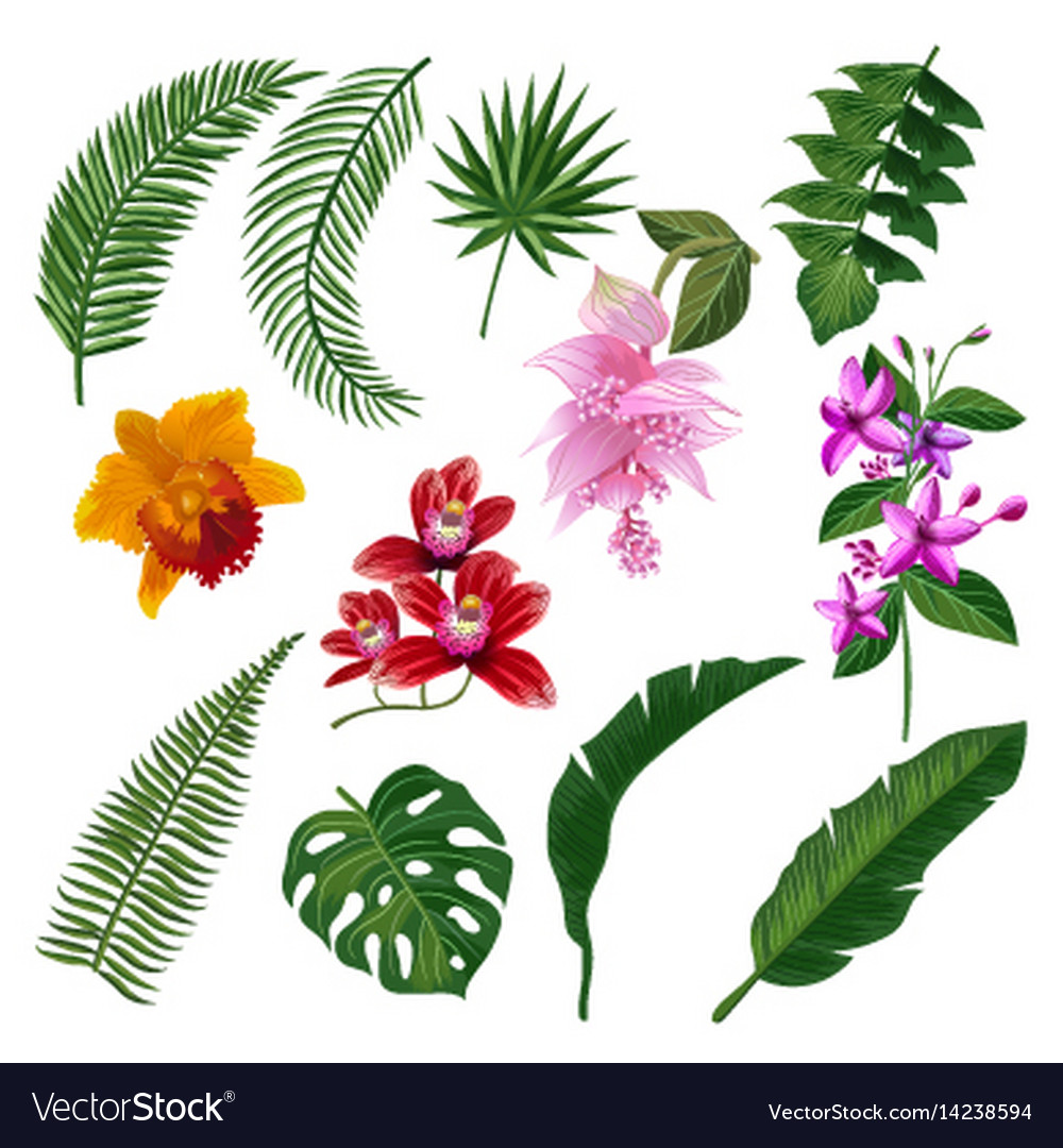 Free Free Tropical Flower Svg Free 218 SVG PNG EPS DXF File