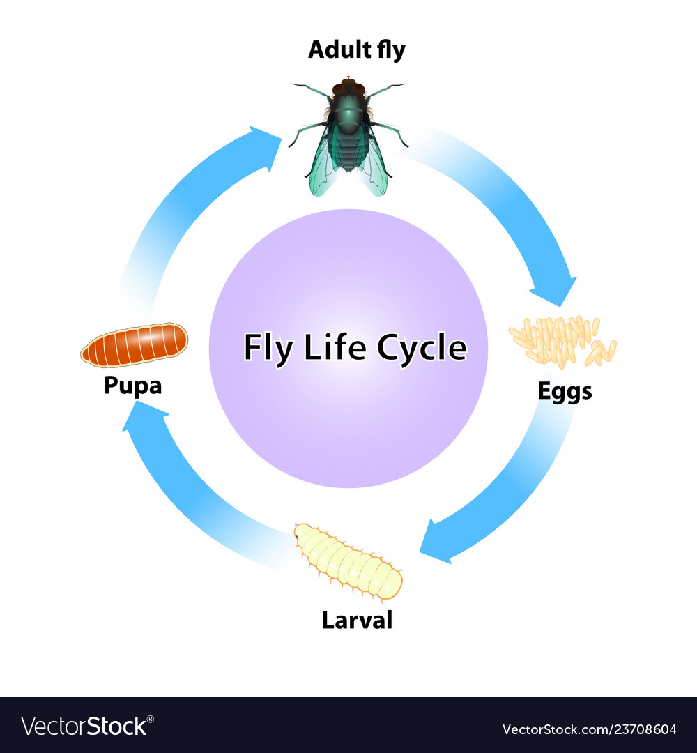 Learning to fly Royalty Free Vector Image - VectorStock