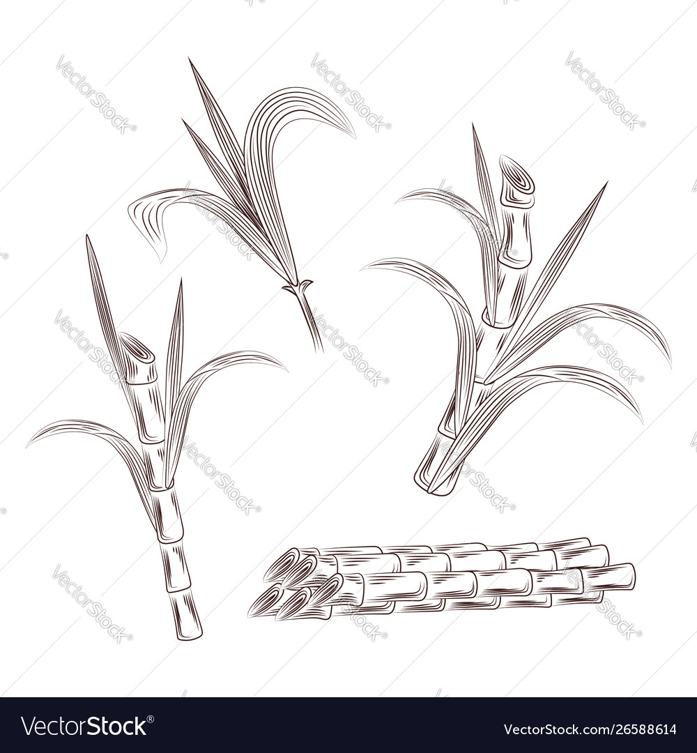 sugar cane drawing