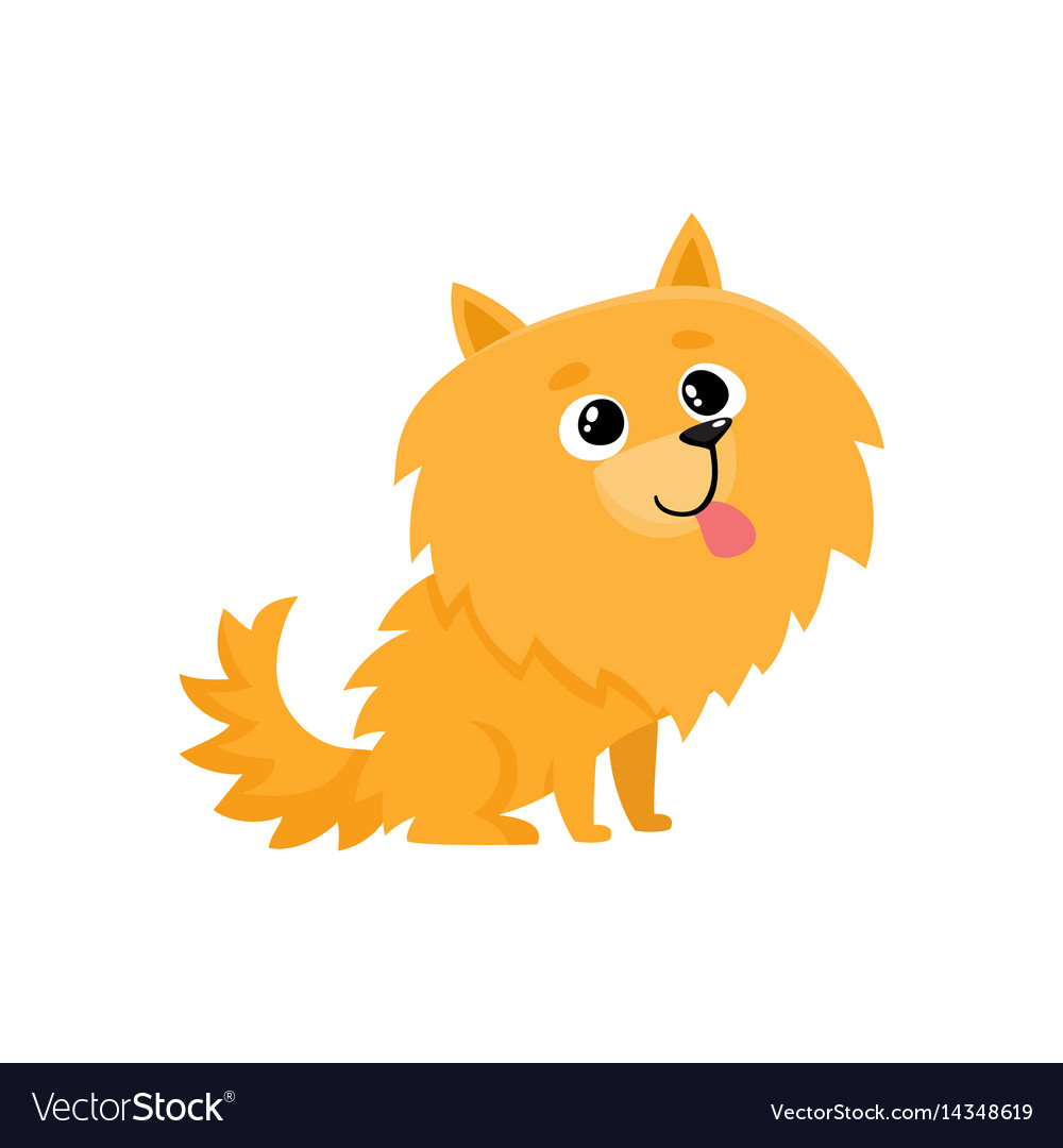 Cute Little Long Haired Pomeranian Spitz Dog Vector Image