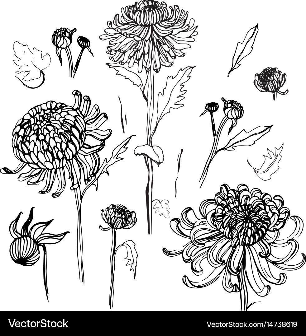 Japanese Chrysanthemum Set Collection Royalty Free Vector