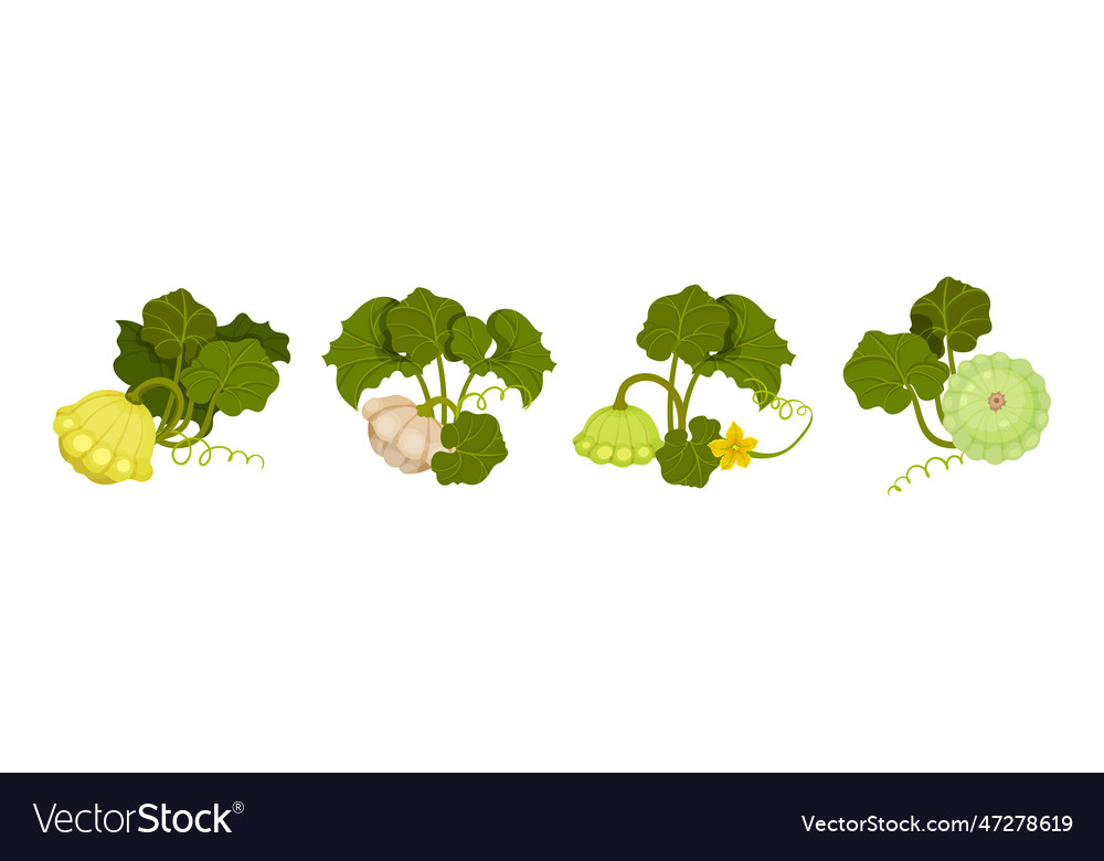 Pattypan squash or summer with scalloped vector image Pattypan squash or summer with scalloped