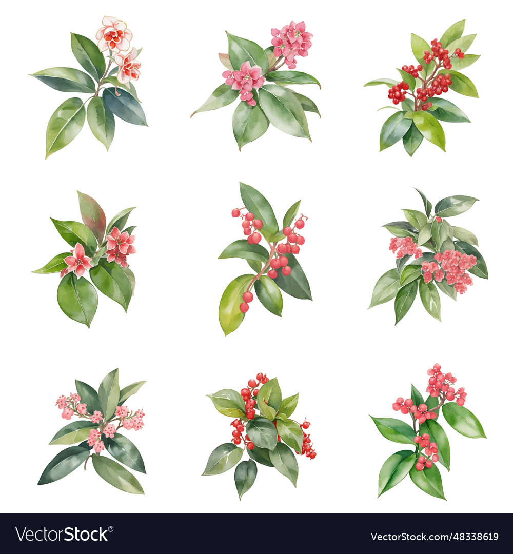 Watercolor ardisia flowers sethand drawn