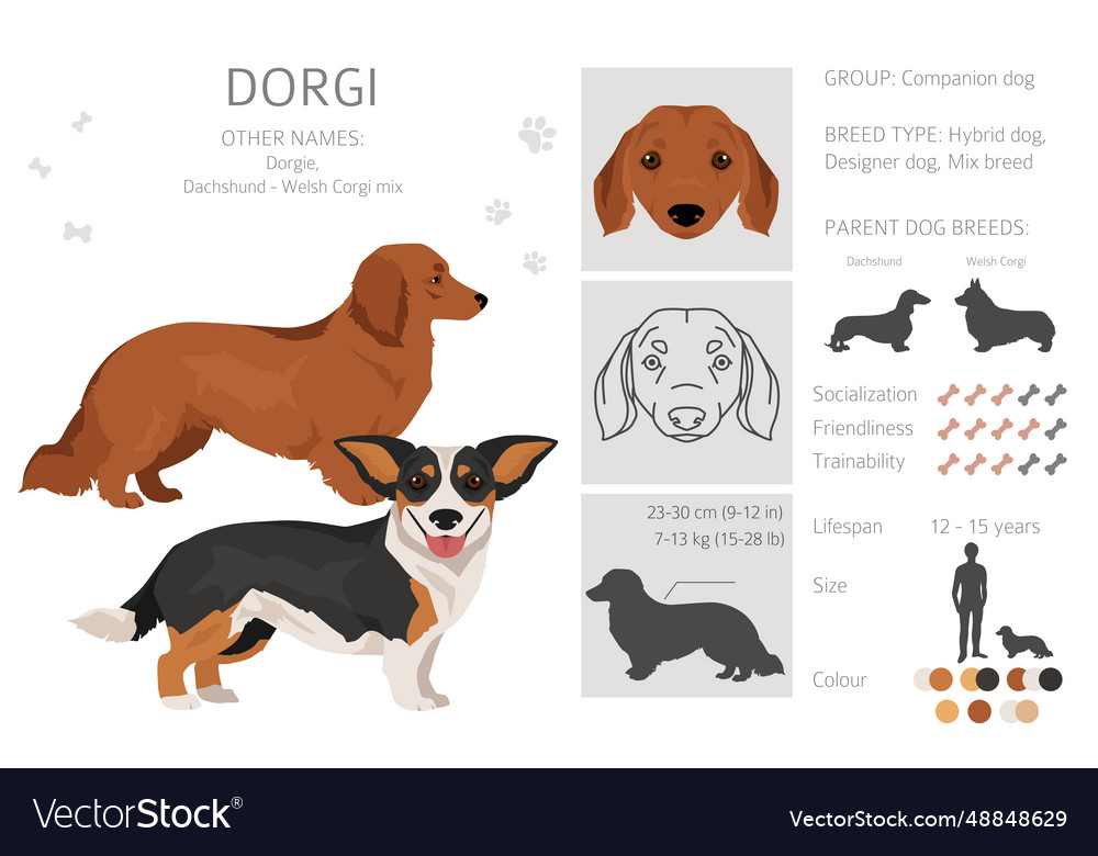 Dorgi clipart welsh corgi dachshund mix different Vector Image