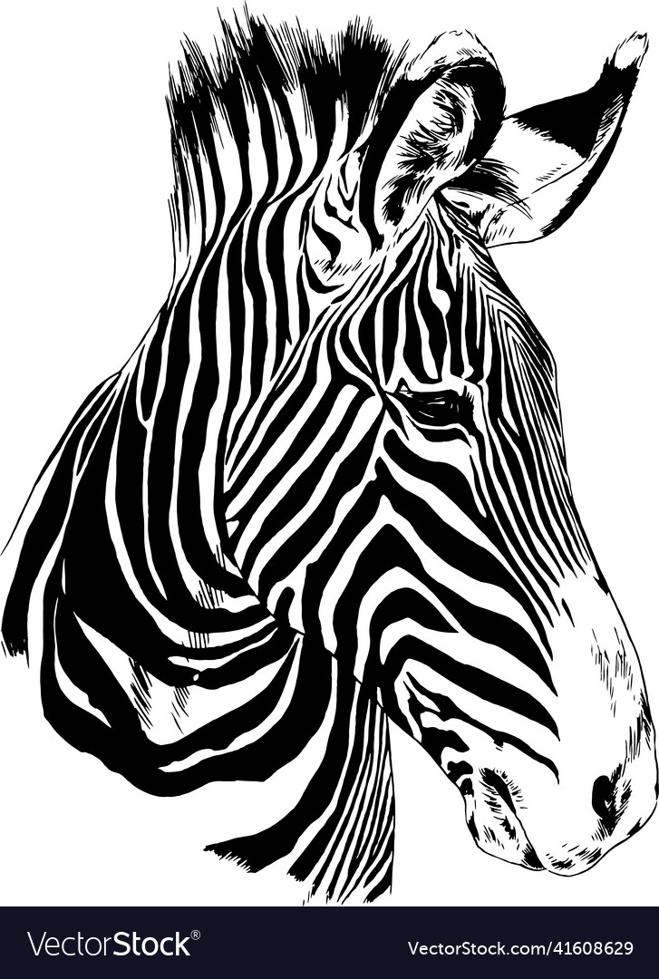 Jumping striped african zebra hand-drawn Vector Image