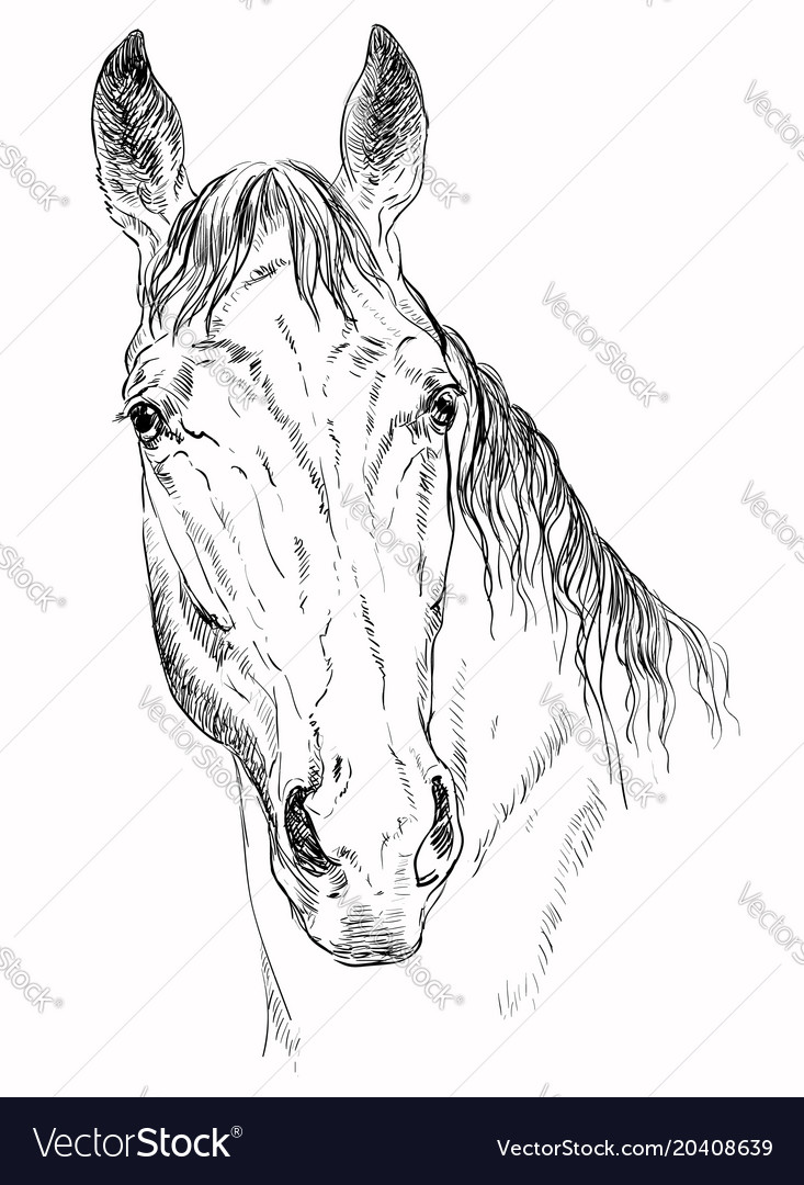 Horse portrait-5 Royalty Free Vector Image - VectorStock