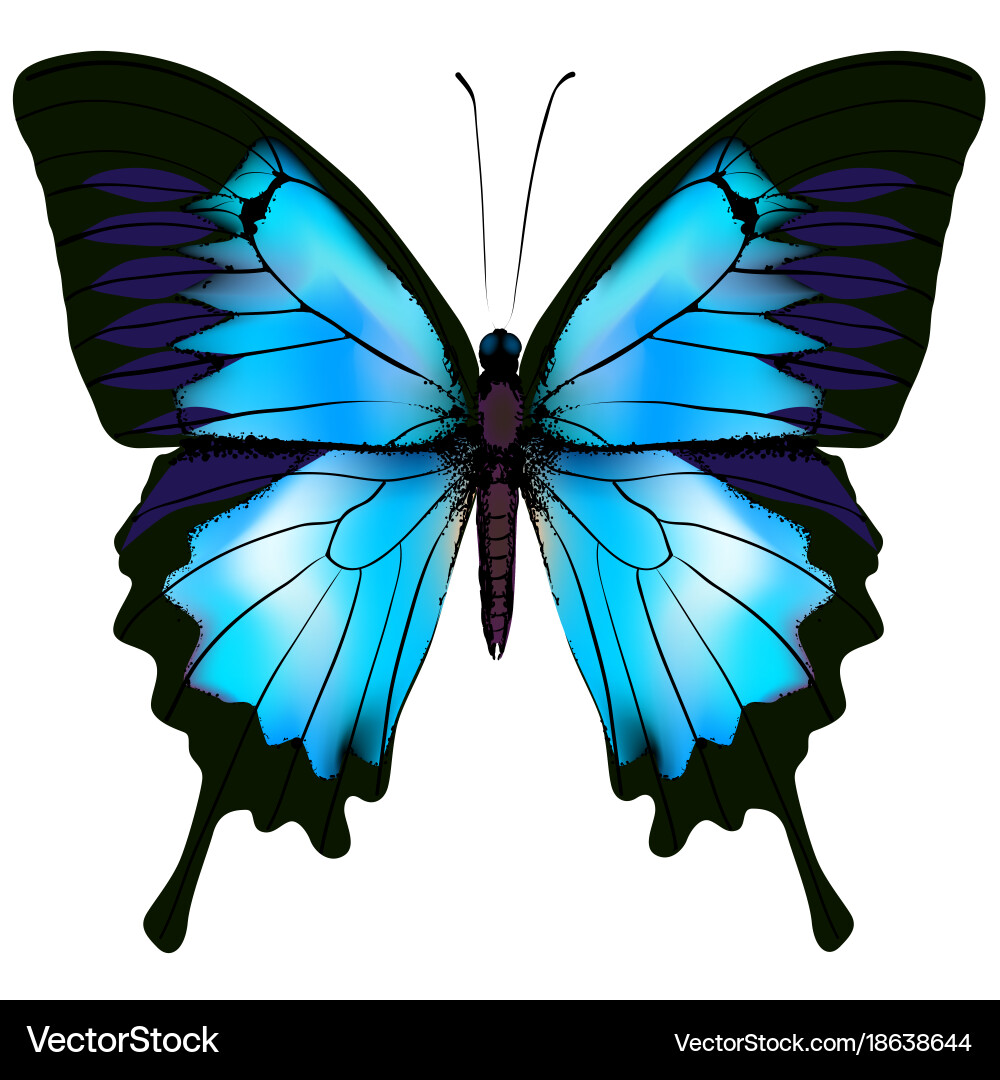 Butterfly Royalty Free Vector Image - VectorStock