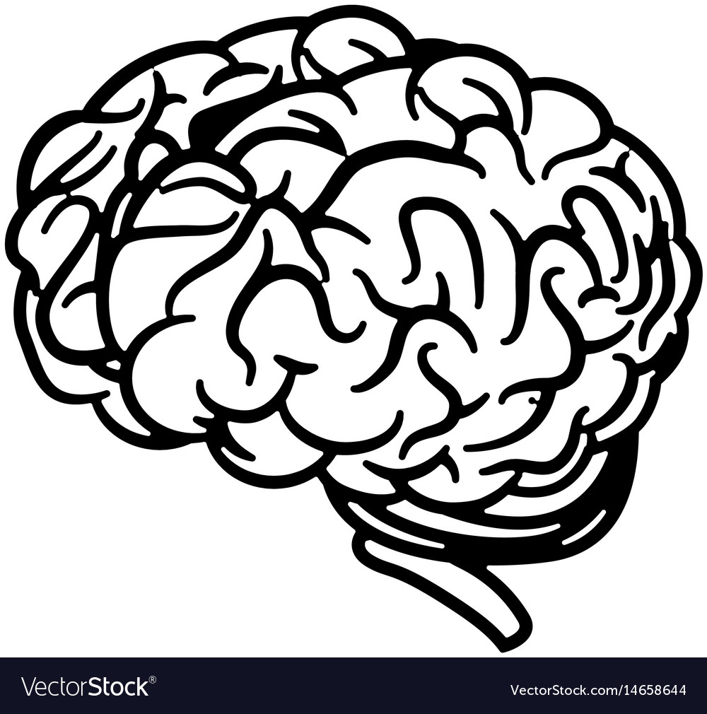 Human brain symbol Royalty Free Vector Image - VectorStock