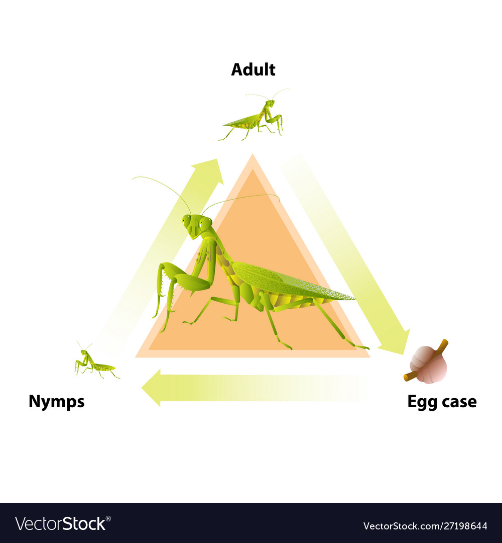 Life Cycle Of A Mantis - Infoupdate.org