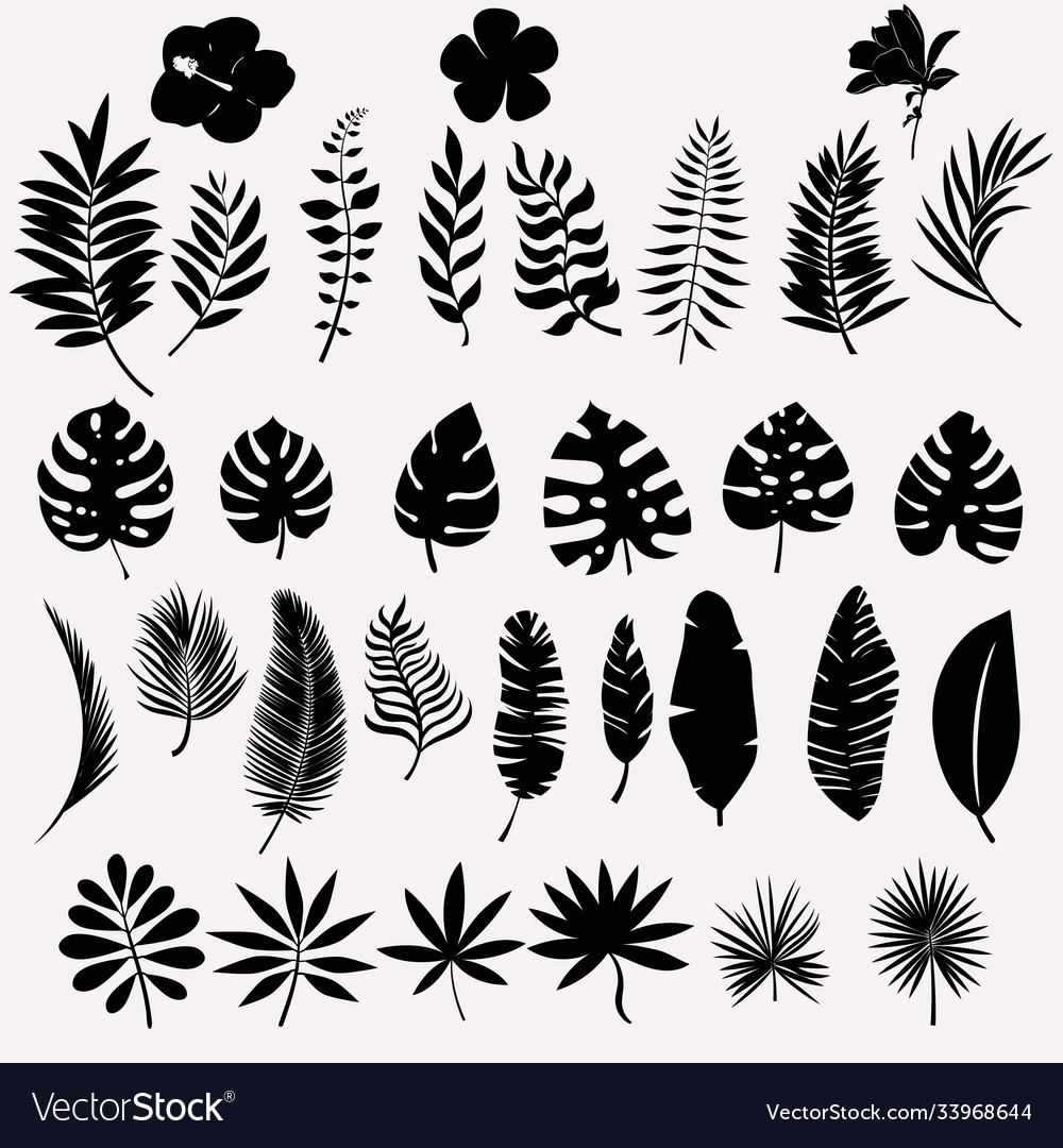 Tropical plant set black silhouettes palm