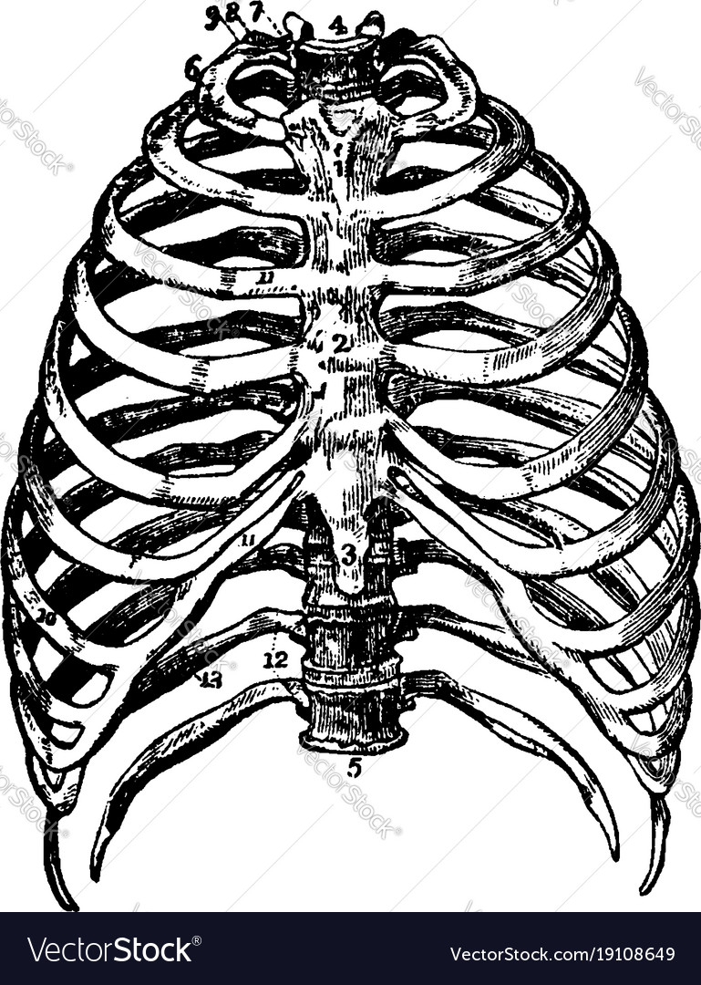 Bone tannum εισιτήρια σεξ
