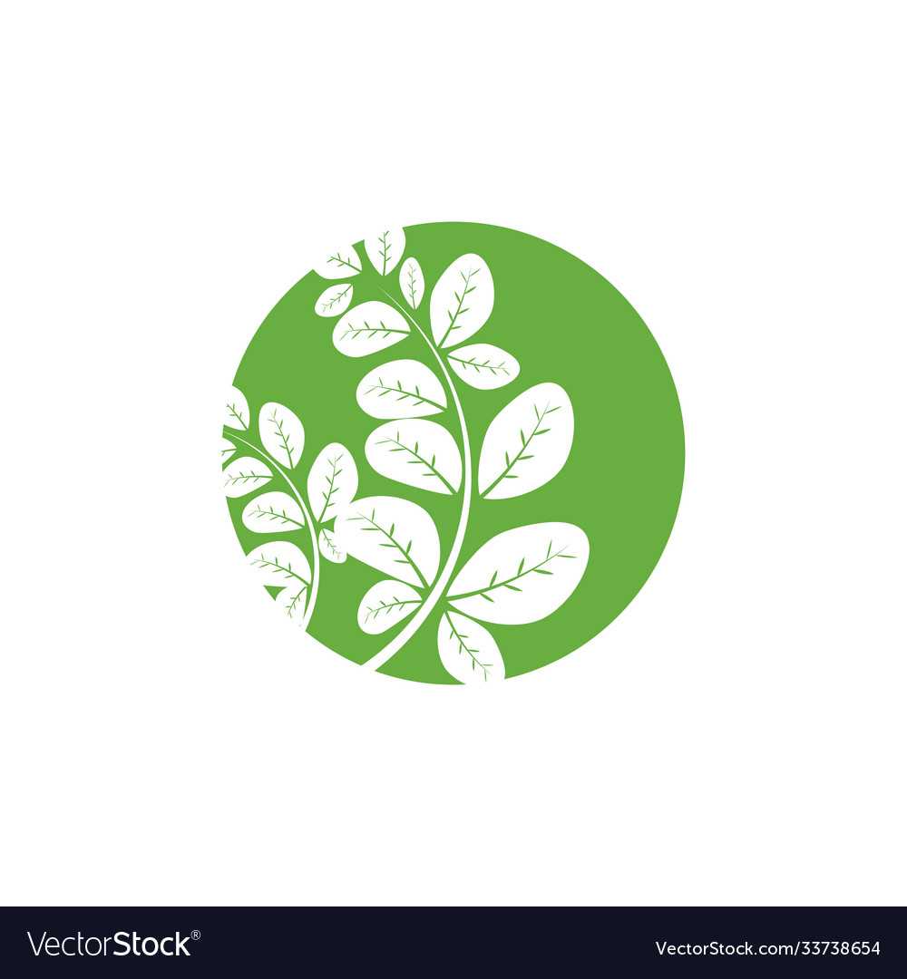 Moringa leaf logo template