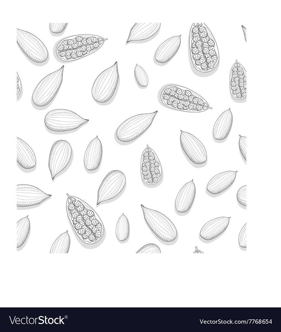 Seamless pattern with sketch cardamom painted