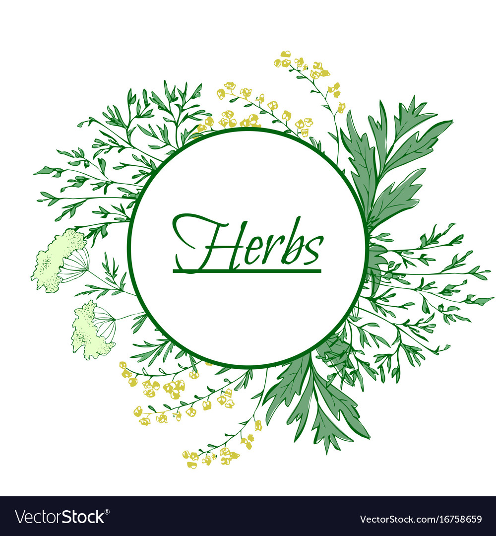 Aromatic medicinal herbs grand wormwood green
