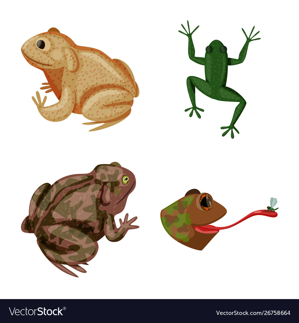 Isolated object frog and anuran logo set vector image Isolated object frog and anuran logo set