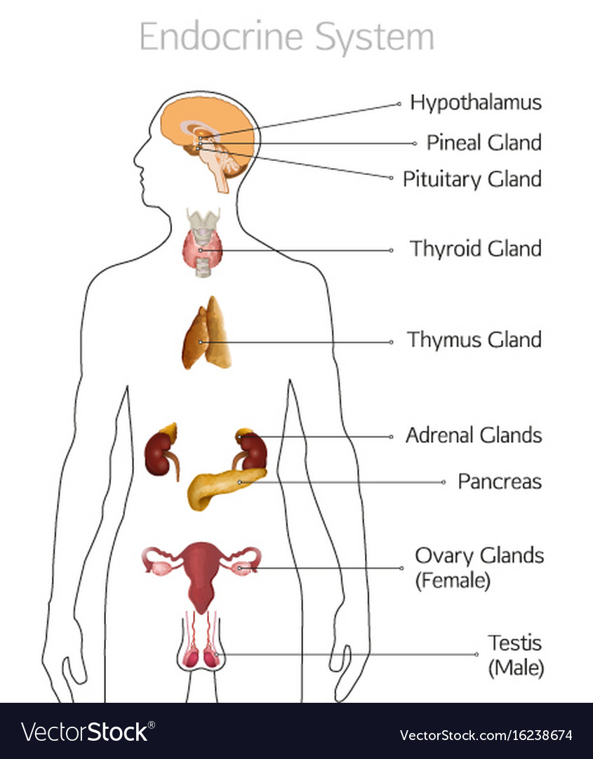 Endocrine system image Royalty Free Vector Image