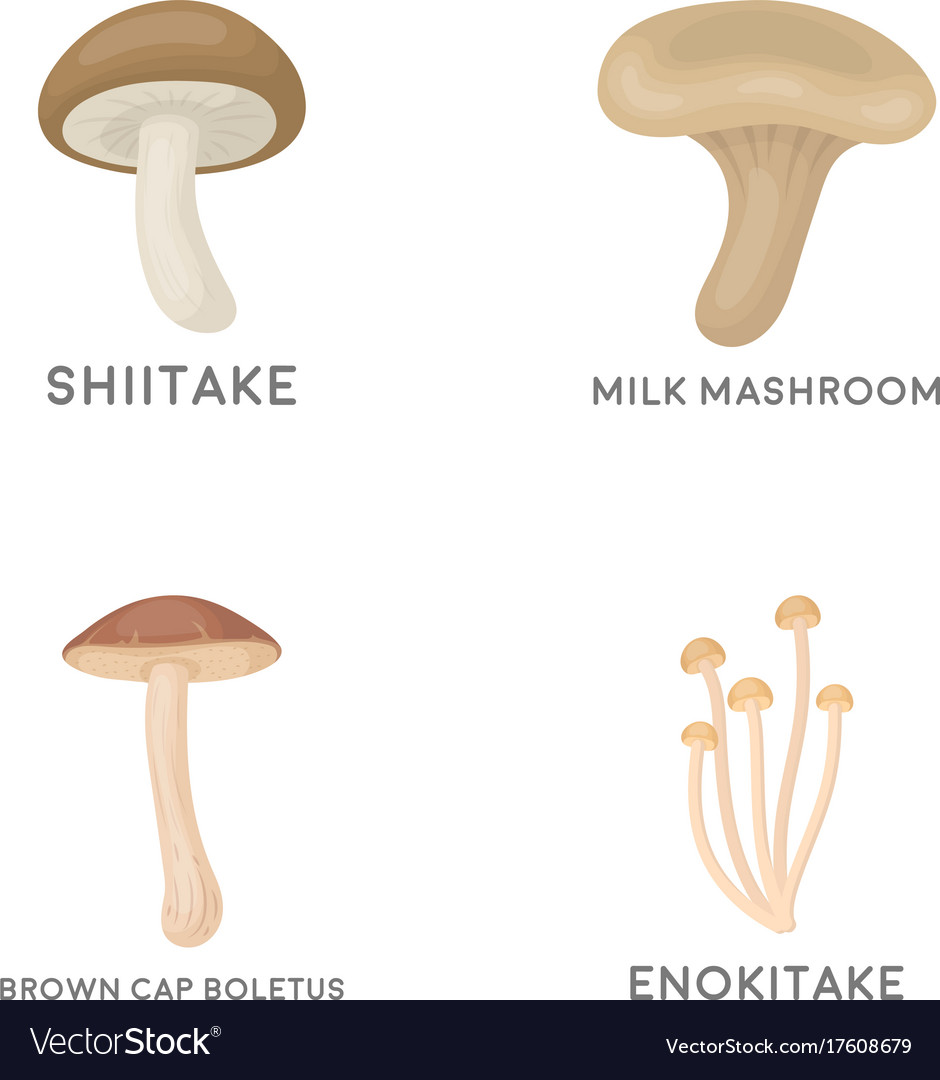 Shiitake brown cap boletus enokitake milk set Vector Image