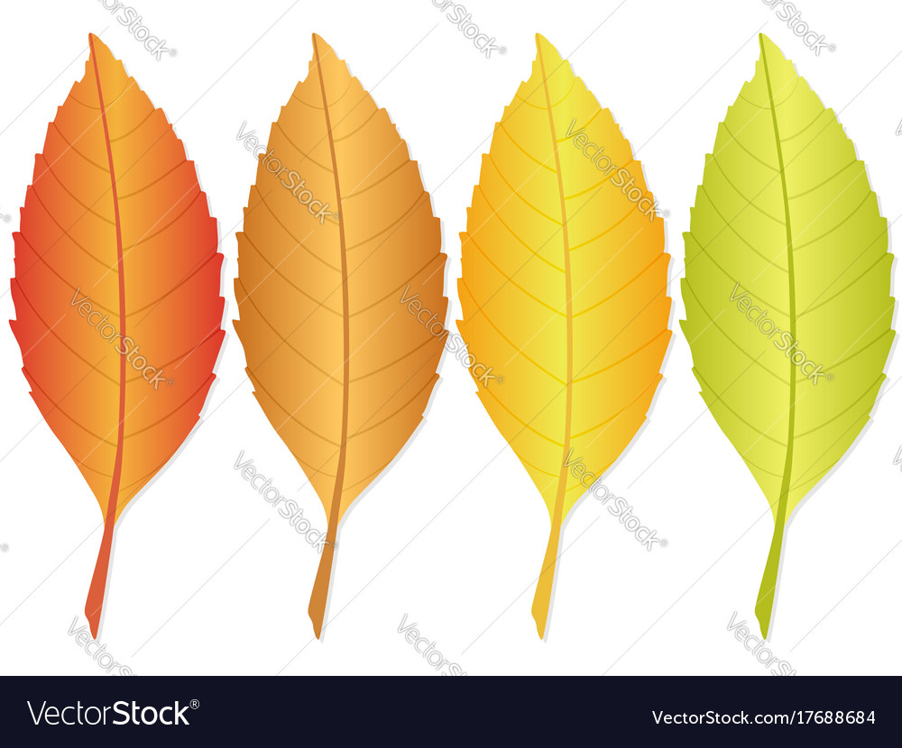 Autumn leaf Royalty Free Vector Image - VectorStock