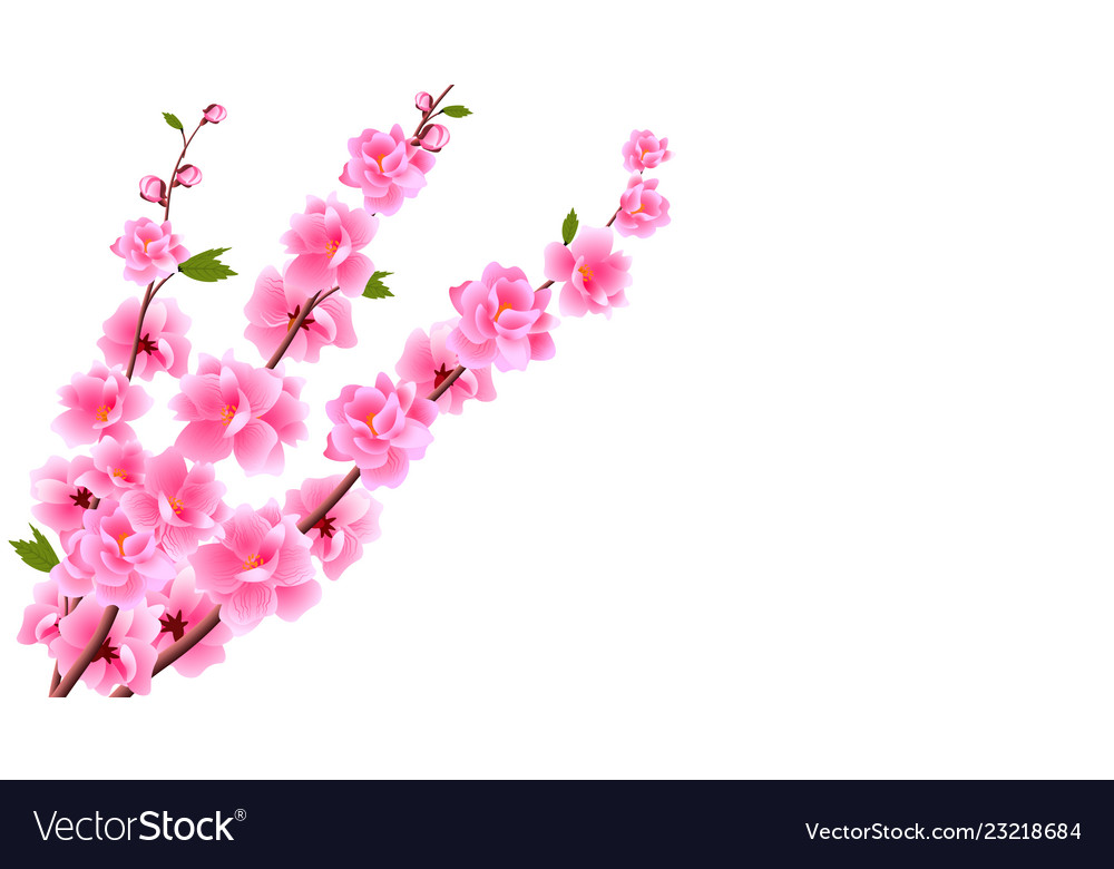 Sakura close up decorative flowers cherry Vector Image