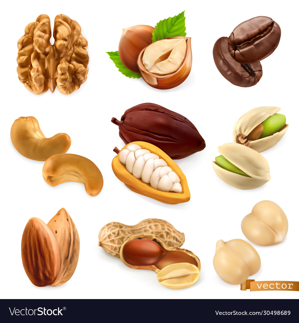 Nuts and beans walnut hazelnut coffee cashew Vector Image