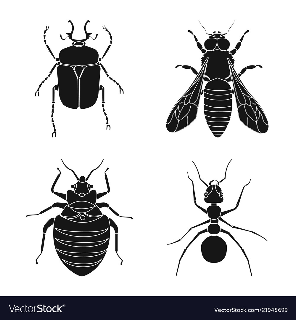 Isolated object of insect and fly icon set Vector Image Isolated object of insect and fly icon set