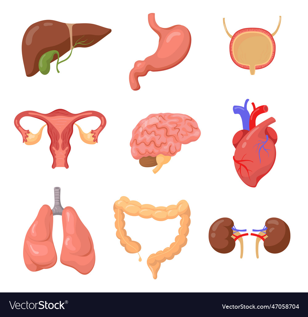 Human organs set Royalty Free Vector Image - VectorStock