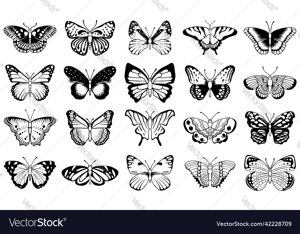 Butterfly Royalty Free Vector Image - VectorStock