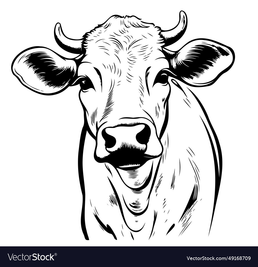 Calf portrait sketch hand drawn farming and cattle