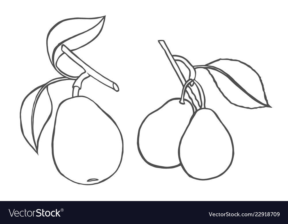 Pears isolated sweet fruit Royalty Free Vector Image