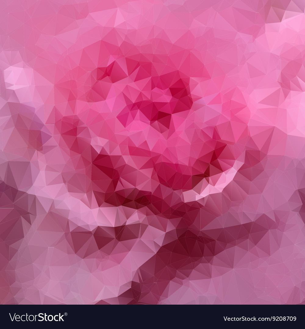 Pink rose