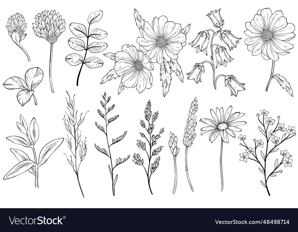 Collection of black and white wild herbs flower Vector Image