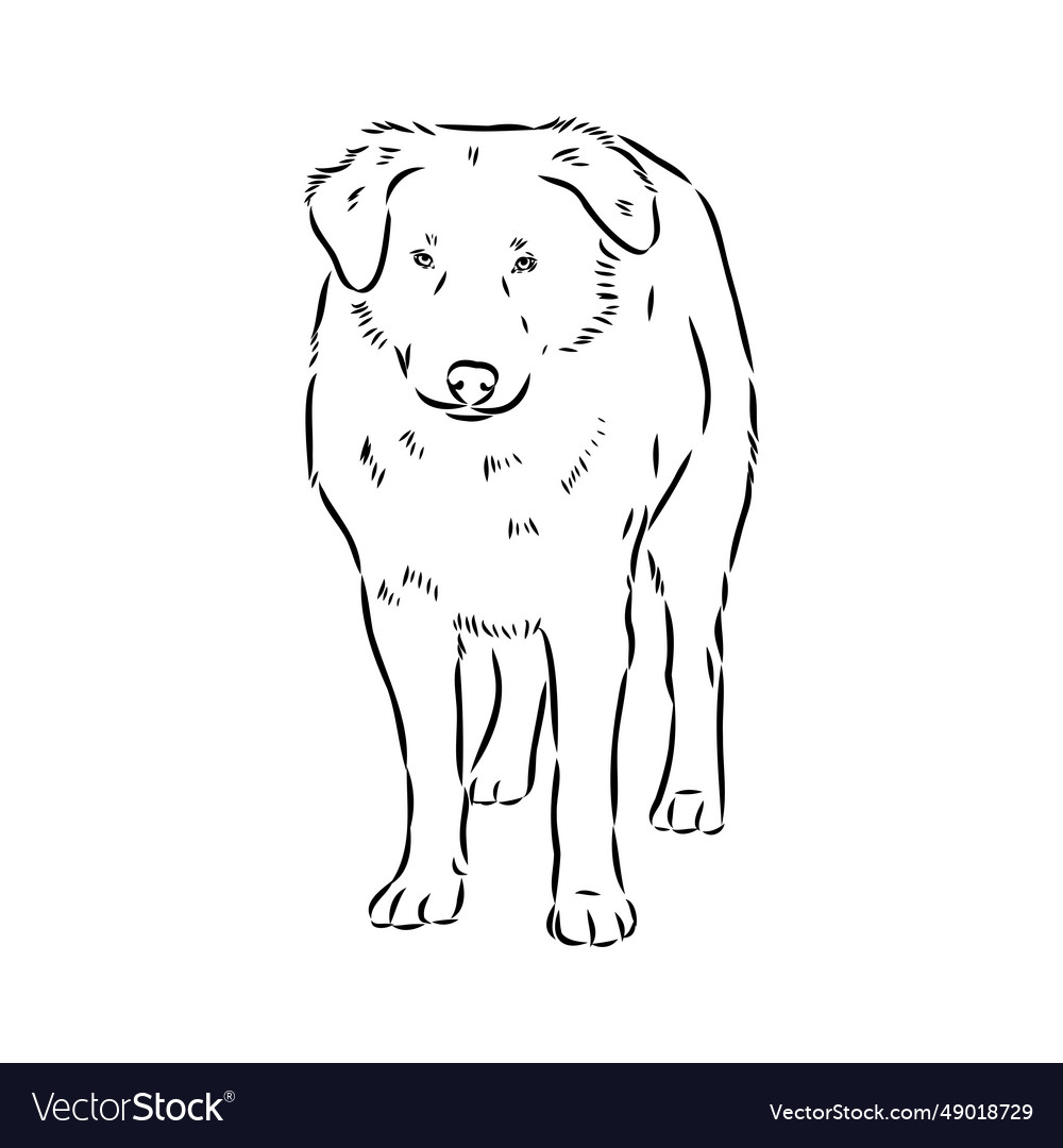 Aidi dog sketch outline pencil drawing artwork Vector Image