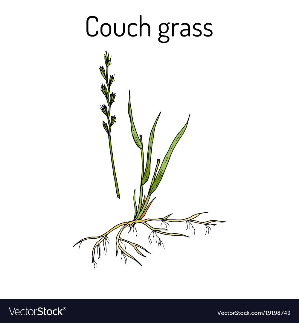 Couch Grass Elymus Repens Or Twitch Medicinal Vector Image