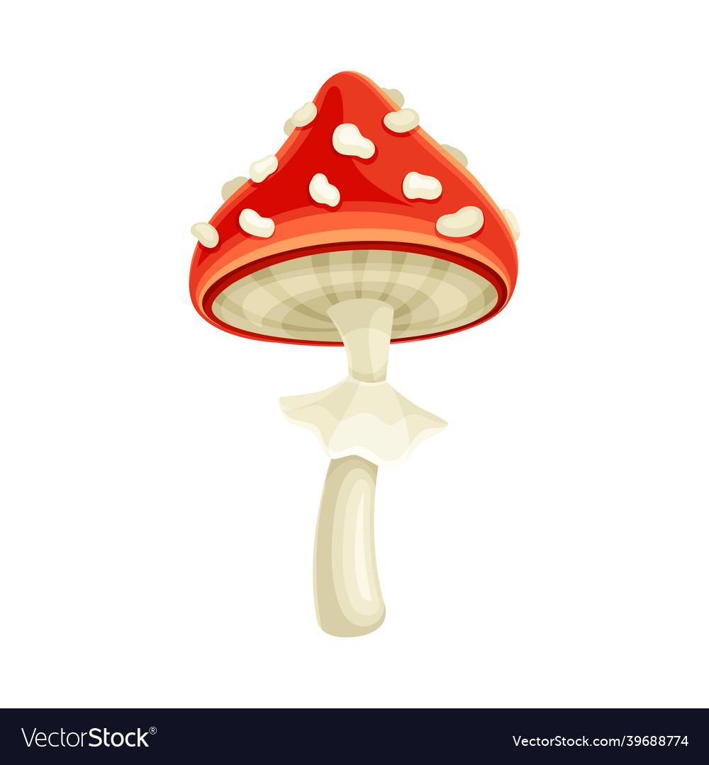 Fly agaric poisonous mushroom amanita toadstool Vector Image