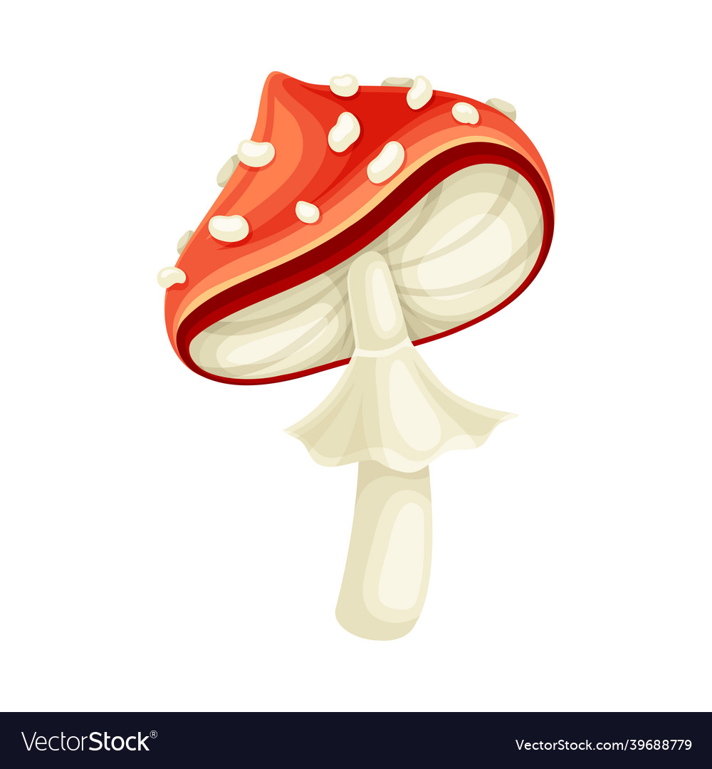 Fly agaric poisonous mushroom with red spotted cap