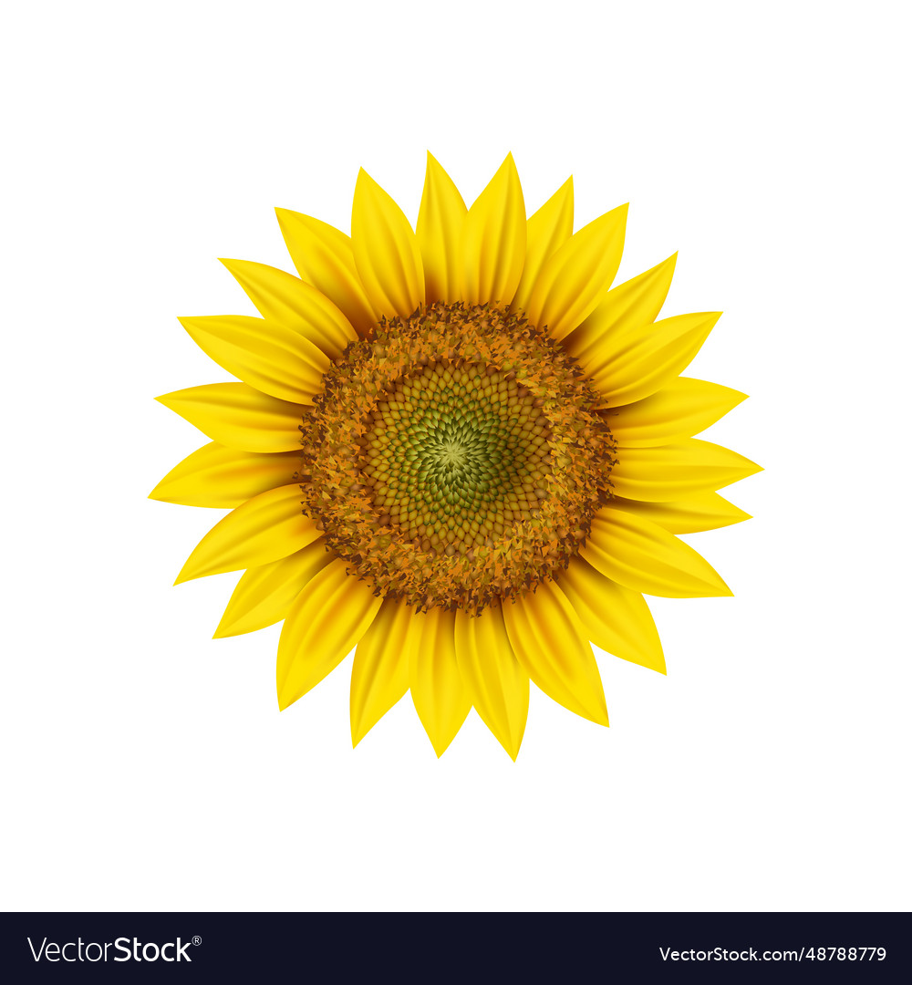 Realistic sunflower head round flower bud Vector Image