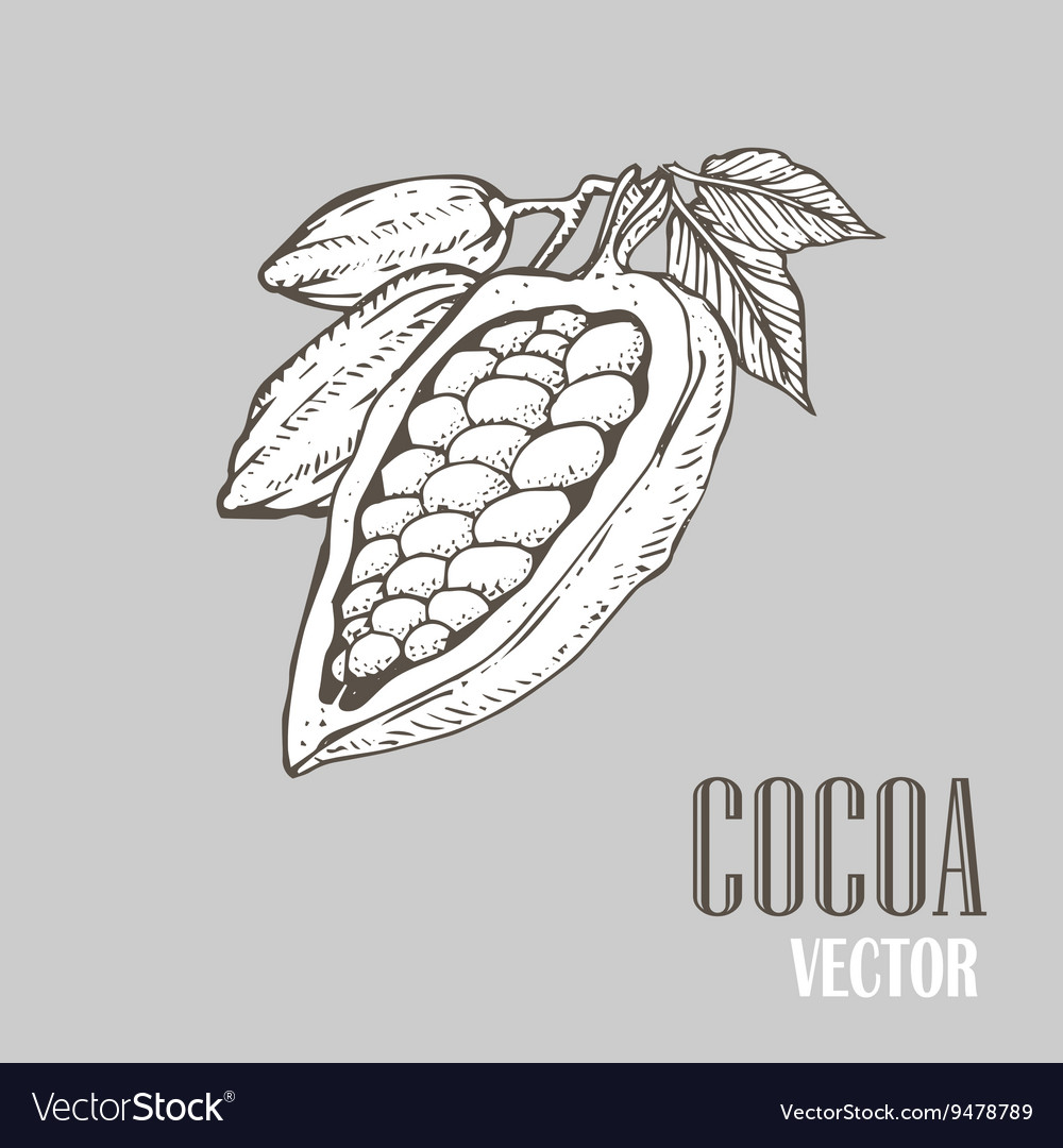 Cocoa