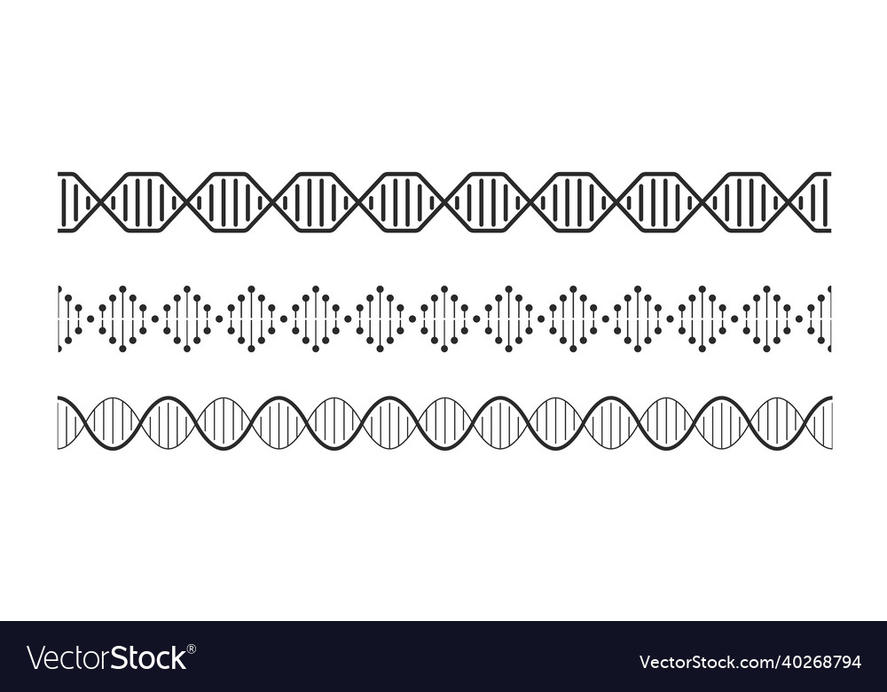 Dna elements helix double chromosomes model Vector Image