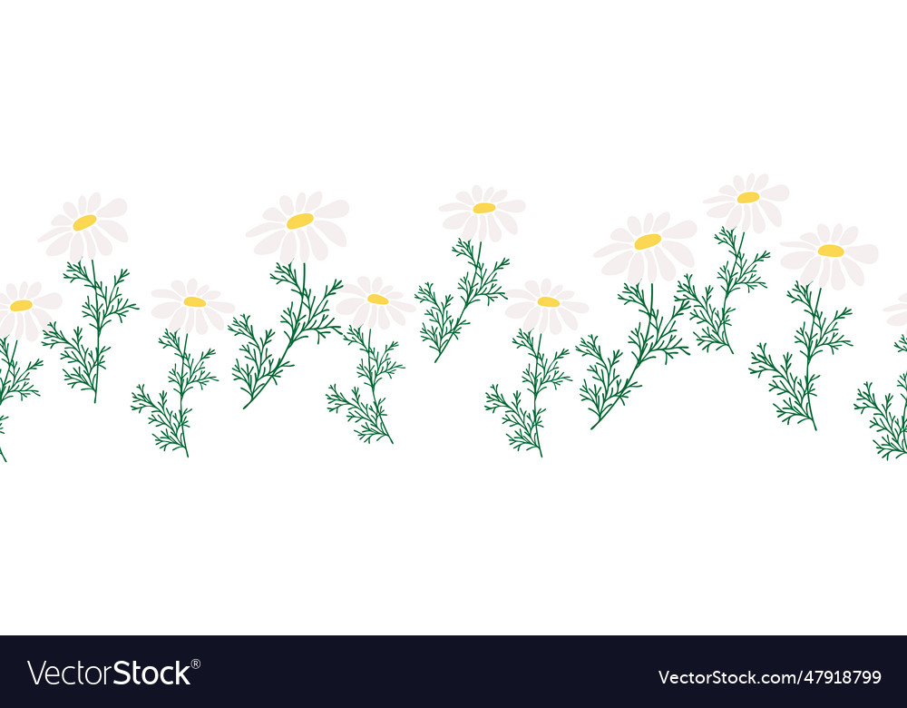 Chamomile horizontal border seamless pattern