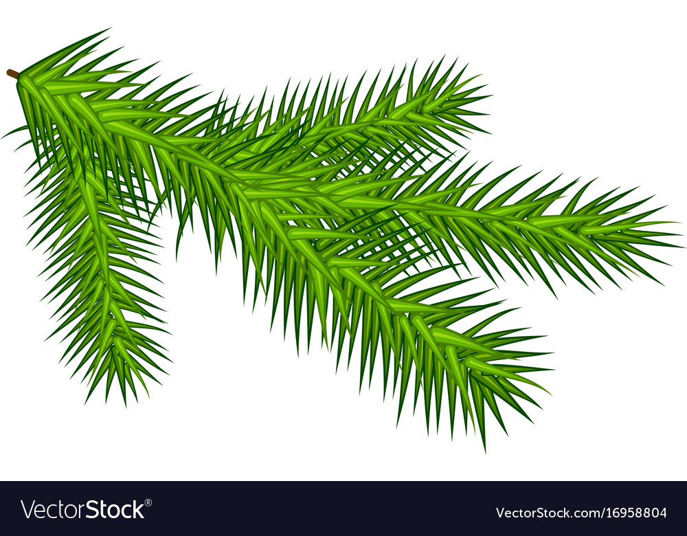 Green juicy one spruce branch Royalty Free Vector Image