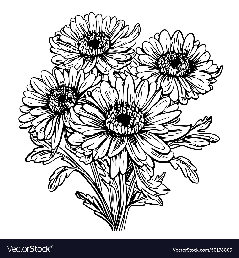 Aster flowers in line art style Royalty Free Vector Image