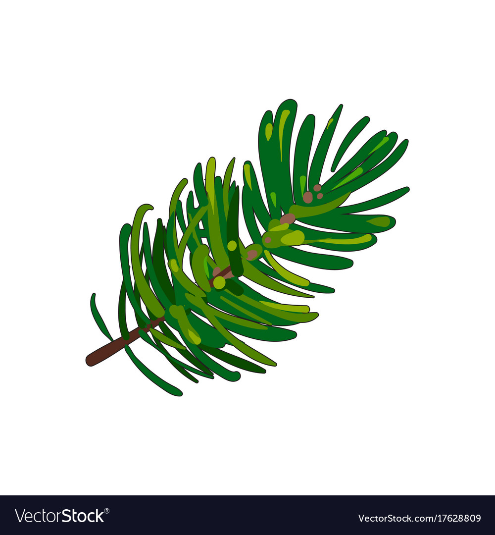 Hand drawn fir tree twig branch spruce