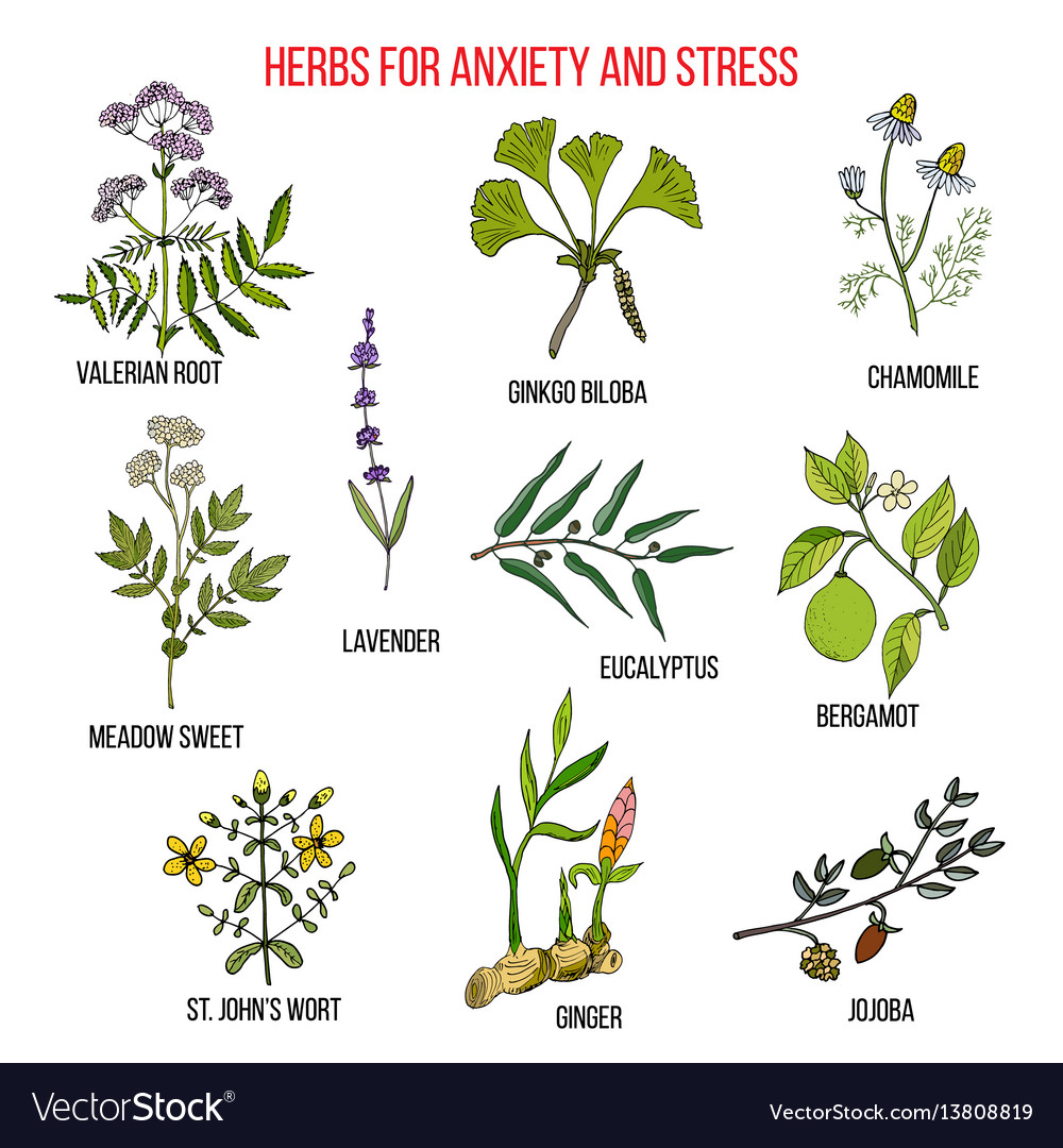 Collection of best herbs for quitting smoking Vector Image