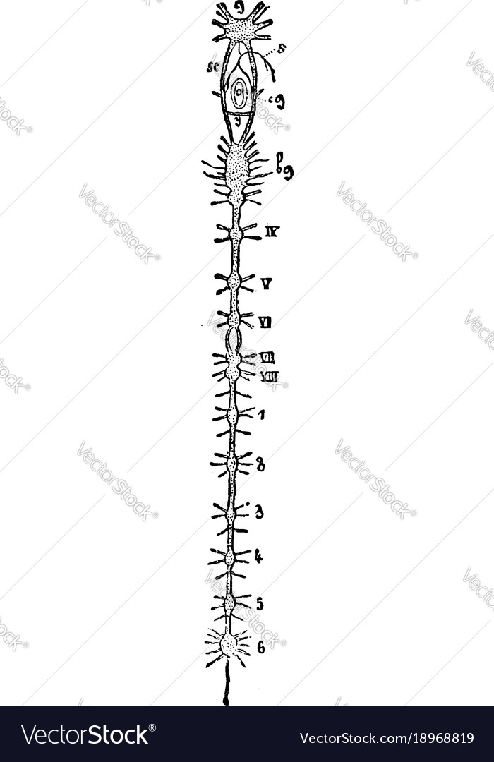 Crayfish nervous system vintage