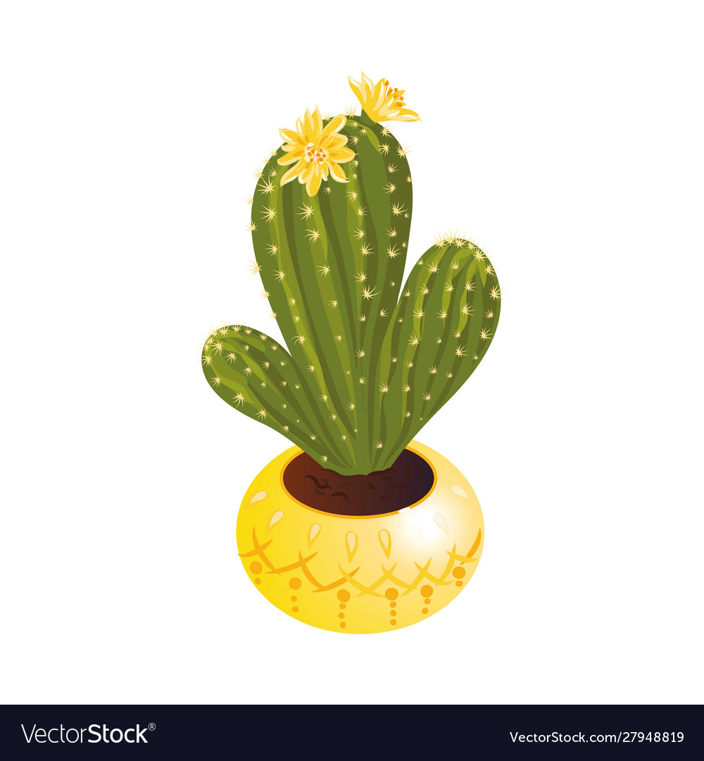 Decorative green blooming cactus with flowers