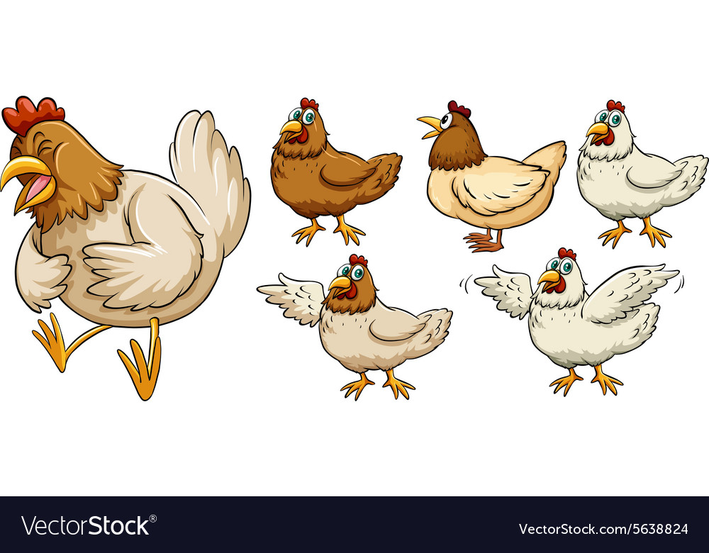 Farm chicken in different poses