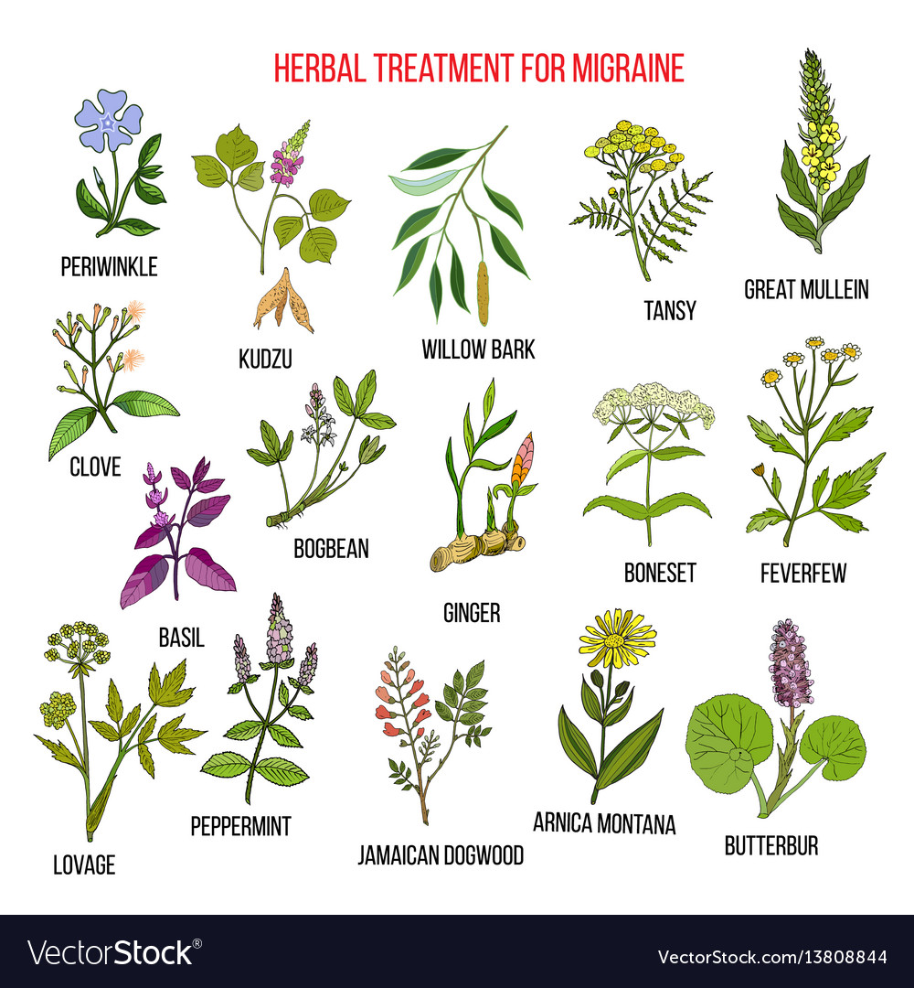 collection-of-medicinal-herbs-for-migraines-relief