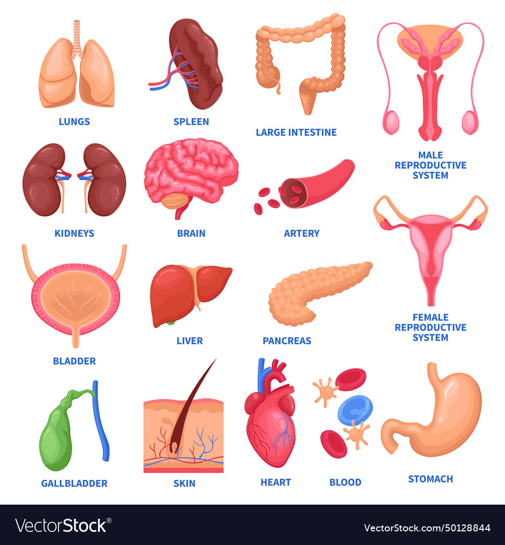 Human internal organs set Royalty Free Vector Image